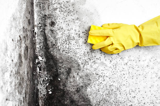 Best Mold Inspection  in Carthage, MO