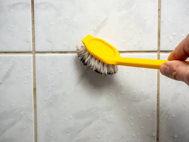 Best Commercial Mold Removal  in Carthage, MO