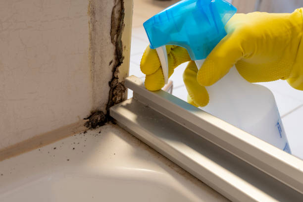 Best Attic Mold Removal  in Carthage, MO