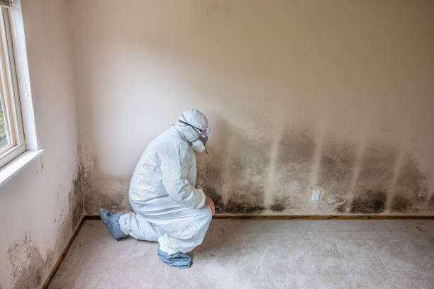 Best Toxic Mold Removal  in Carthage, MO