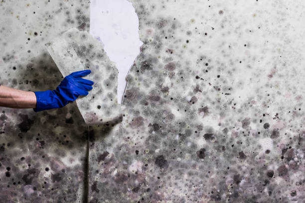 Mold Testing and Removal in Carthage, MO