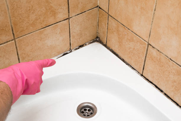 Trusted Carthage, MO Mold Removal Experts